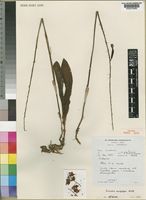 Isotype of Eulophia dactylifera P.J. Cribb [family ORCHIDACEAE]