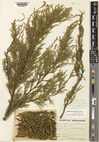 Isotype of Juniperus blancoi Martínez var. blancoi [family CUPRESSACEAE]