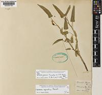 Holotype of Ipomoea glenieii Thwaites ex C.B.Clarke [family CONVOLVULACEAE]