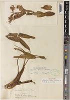 Holotype of Stylochaeton lobatus N.E.Br. [family ARACEAE]