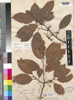 Type of Prunus africana (Hook.f.) Kalkman [family ROSACEAE]