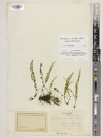 Isotype of Lindsaea loheriana Christ [family LINDSAEACEAE]