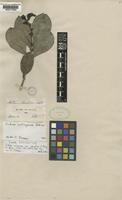 Psidium obovatum Mart. [family MYRTACEAE]