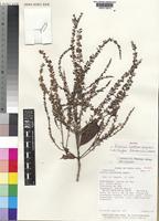 Isotype of Alseis costaricensis C.M.Taylor [family RUBIACEAE]