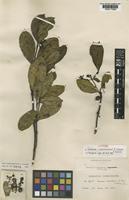 Isotype of Faramea coerulescens K.Schum. & K.Krause [family RUBIACEAE]
