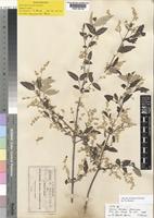 Isotype of Iresine discolor Greenm. [family AMARANTHACEAE]