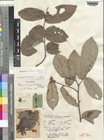 Holotype of Popowia chasei N.Robson [family ANNONACEAE]