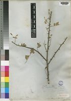 Type of Zanthoxylum thunbergii DC. var. obtusifolia Harv. [family RUTACEAE]