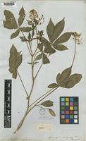 Podandrogyne brachycarpa (DC.) Woodson [family CAPPARACEAE]