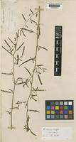Aeschynomene evenia C. Wright ex Sauvalle var. evenia [family LEGUMINOSAE-PAPILIONOIDEAE]