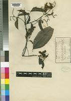 Type of Combretum umbricola Engl. [family COMBRETACEAE]