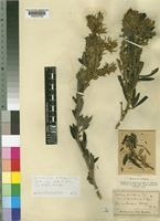 Cytisus proliferus L.f. var. angustifolius Kuntze [family LEGUMINOSAE-PAPILIONOIDEAE]