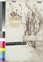 Sisymbrium septulatum DC. [family CRUCIFERAE]