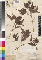 Holotype of Maerua acuminata Oliv. [family CAPPARACEAE]