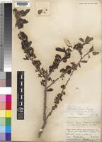 Type of Boscia dawei Sprague & M.L.Green [family CAPPARACEAE]