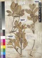 Kiggelaria africana L. [family FLACOURTIACEAE]