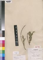 Isotype of Polygala rogersiana Baker f. [family POLYGALACEAE]