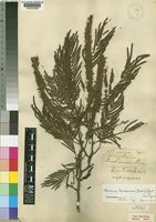 Newtonia buchananii (Baker f.) G.C.C.Gilbert & Boutique [family LEGUMINOSAE-MIMOSOIDEAE]