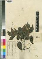 Fillaeopsis discophora Harms [family LEGUMINOSAE-MIMOSOIDEAE]