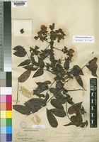 Cassia petersiana Bolle [family LEGUMINOSAE-CAESALPINIOIDEAE]