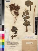 Holotype of Kalanchoe lateritia Engl. var. pseudolateritia Raadts [family CRASSULACEAE]