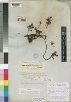 Isotype of Umbilicus semiensis A.Rich. [family CRASSULACEAE]
