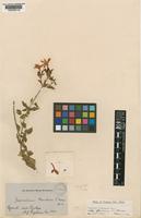 Jasminum fluminense Vell. var. blandum (S.Moore) Turrill [family OLEACEAE]