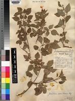 Type of Jasminum somaliense Baker [family OLEACEAE]