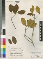 Isotype of Memecylon torrei A.& R.Fern. [family MELASTOMATACEAE]