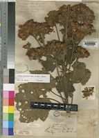 Dombeya burgessiae Gerrard ex Harv. [family STERCULIACEAE]