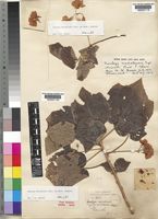 Dombeya burgessiae Gerrard ex Harv. [family STERCULIACEAE]