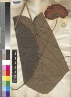 Dombeya wallichii (Lindl.)K.Schum. [family STERCULIACEAE]