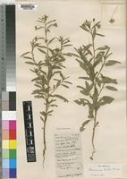 Hermannia kirkii Mast. [family STERCULIACEAE]