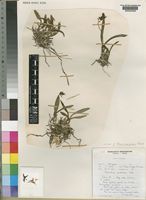 Isotype of Polystachya phirii W.Fibeck [family ORCHIDACEAE]