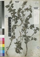 Lectotype of Forsskaolea procridifolia Webb [family URTICACEAE]