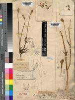 Centemopsis kirkii (Hook.f.) Schinz [family AMARANTHACEAE]