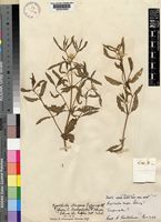 Cyathula lanceolata Schinz [family AMARANTHACEAE]