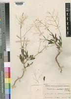 Type of Psilotrichum gracilipes Hutch. & E.A.Bruce [family AMARANTHACEAE]