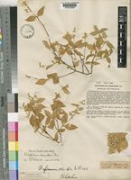 Psilotrichum africanum Oliv. [family AMARANTHACEAE]