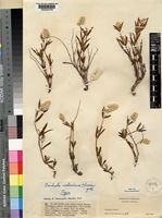 Type of Pandiaka richardsiae Suess. [family AMARANTHACEAE]