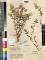Pandiaka confusa C.C.Towns. [family AMARANTHACEAE]