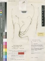 Isotype of Achyropsis filifolia C.C.Towns. [family AMARANTHACEAE]