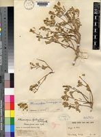 Allmaniopsis fruticulosa Suess. [family AMARANTHACEAE]