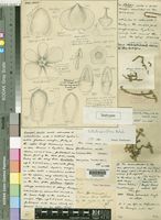 Holotype of Salsola apiciflora Botsch. [family CHENOPODIACEAE]