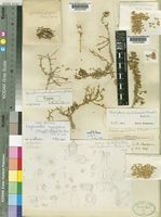Type of Gyroptera cycloptera (Stapf) Botsch. [family CHENOPODIACEAE]