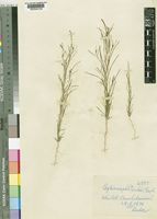 Lophiocarpus dinteri Engl. [family PHYTOLACCACEAE]