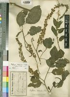 Isotype of Phytolacca nutans H.Walter [family PHYTOLACCACEAE]