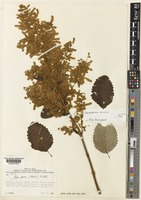 Holotype of Tetradenia discolor P.B.Phillipson [family LABIATAE]