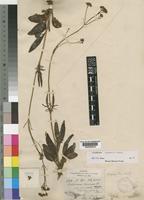 Type of Valeriana capensis Thunb. var. lanceolata [family VALERIANACEAE]