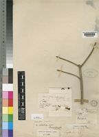 Syntype of Euphorbia media N.E.Br. var. bagshawei N.E.Br. [family EUPHORBIACEAE]